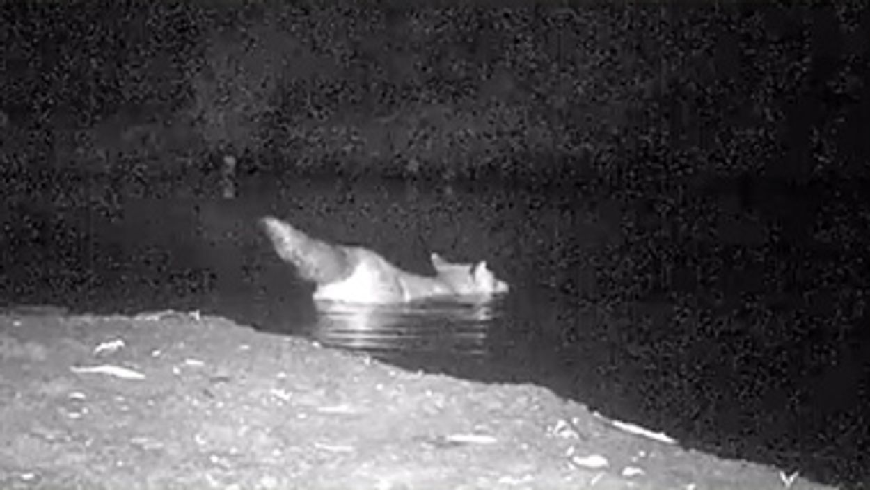 Afbeelding van Zwemmende vos
