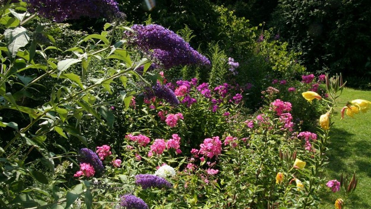 Afbeelding van Deze 26 planten maken van je tuin een groen paradijsje