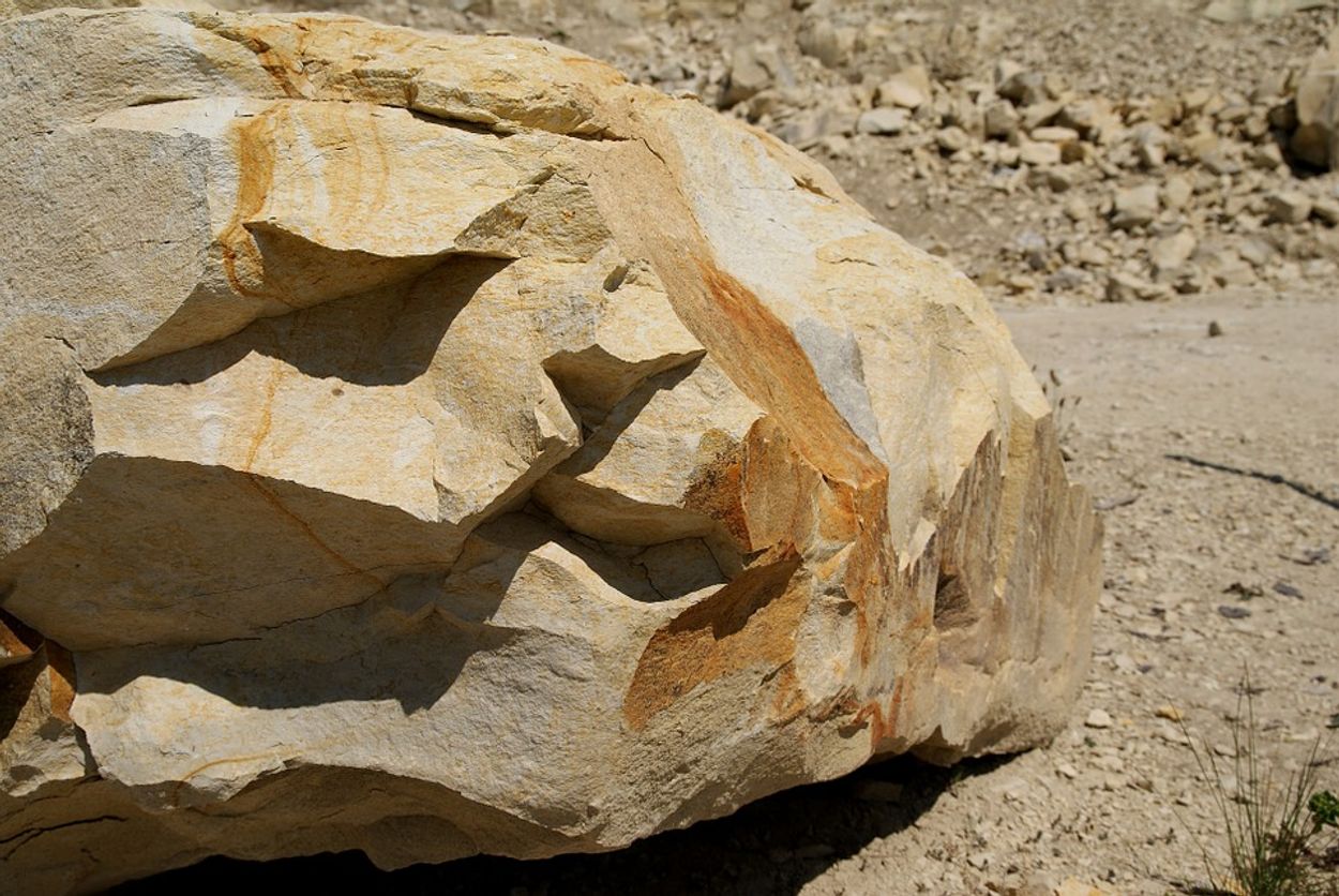 Afbeelding van Versteend keverdekschild van 200 miljoen jaar