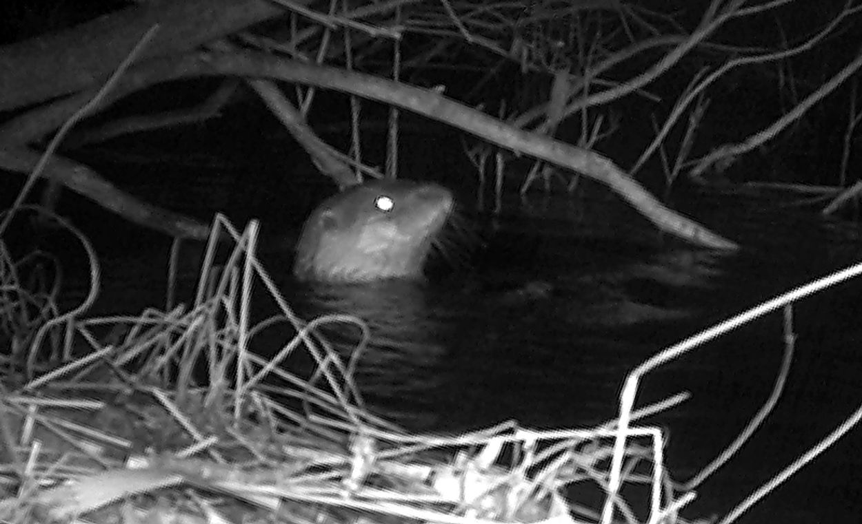 Afbeelding van Otter in het Naardermeer