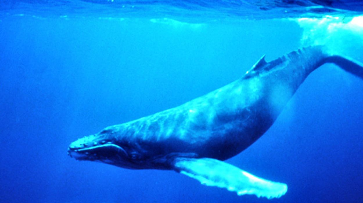 Afbeelding van Verburg wijst compromis over walvisjacht af