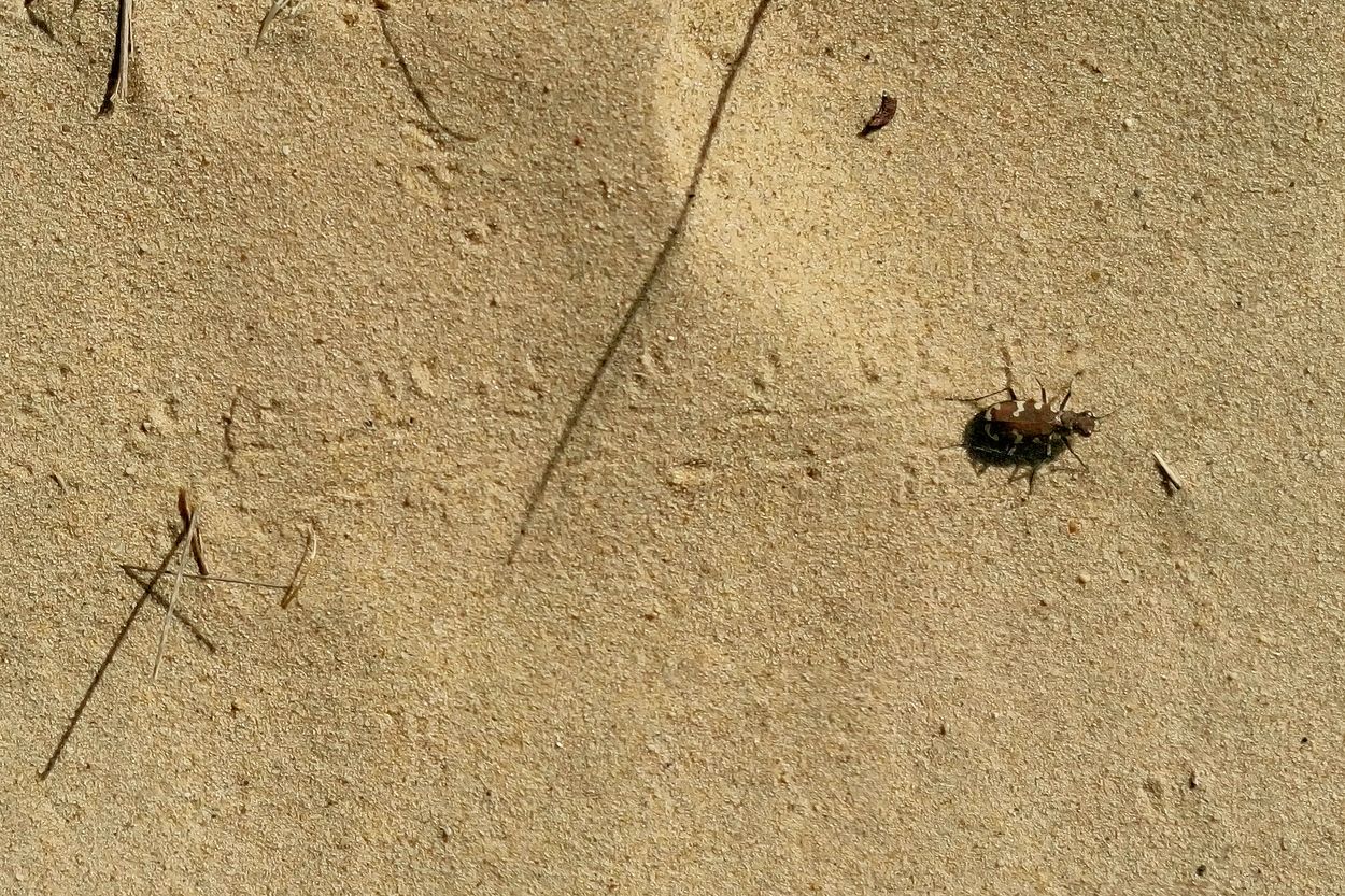 Afbeelding van Diersporen in de zomer: de zandloopkever