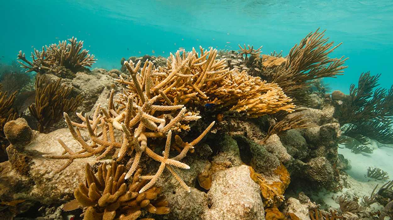 Afbeelding van Kwetsbaar koraal