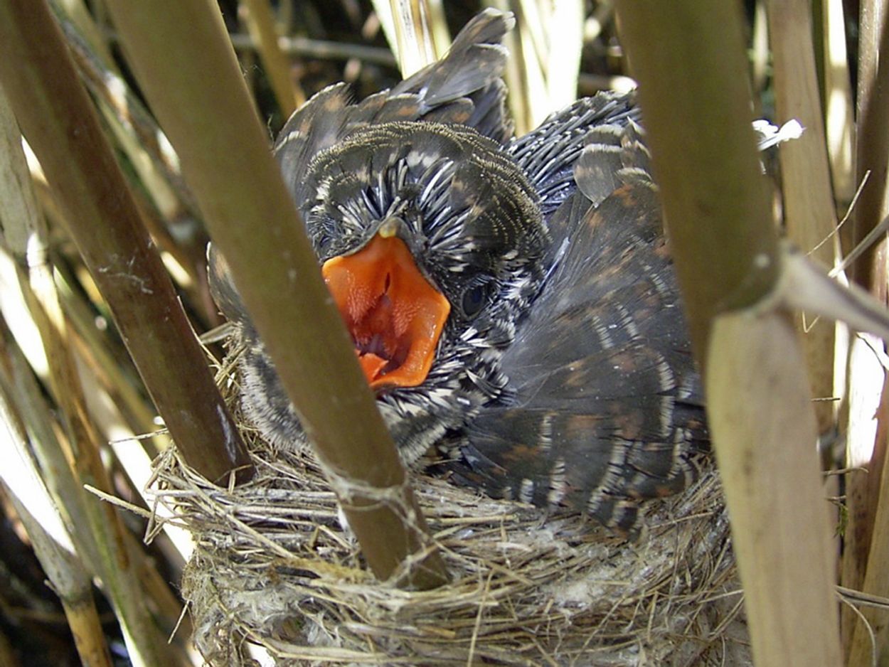 Afbeelding van 'Beleef de Lente koekoek' valt uit het nest