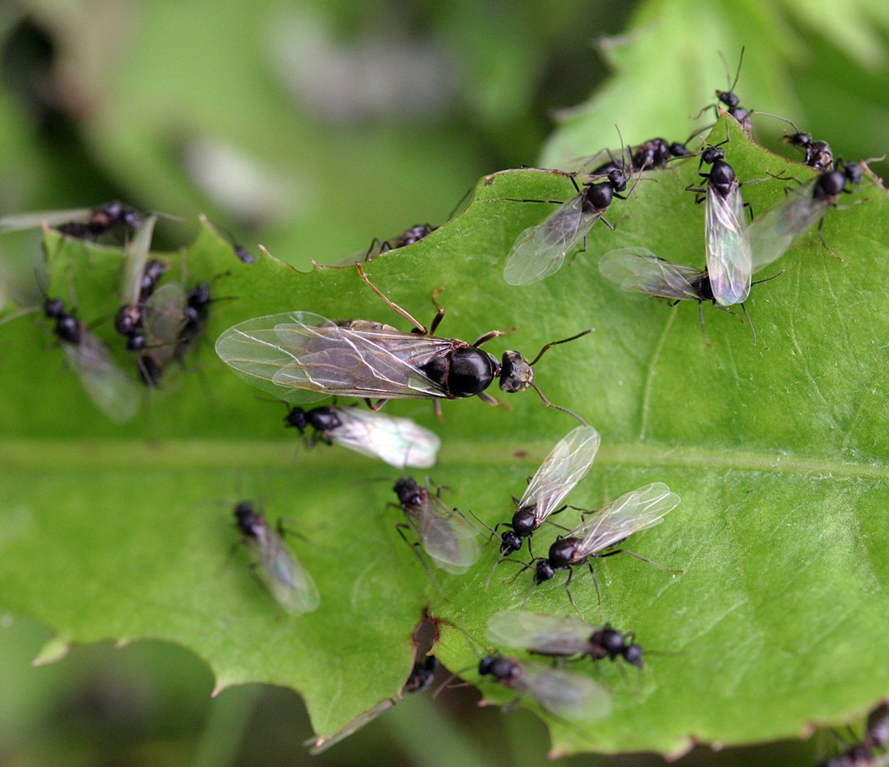 Afbeelding van Bruidsvlucht van de vliegende mieren