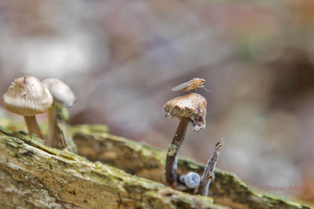 paddenstoel bezet
