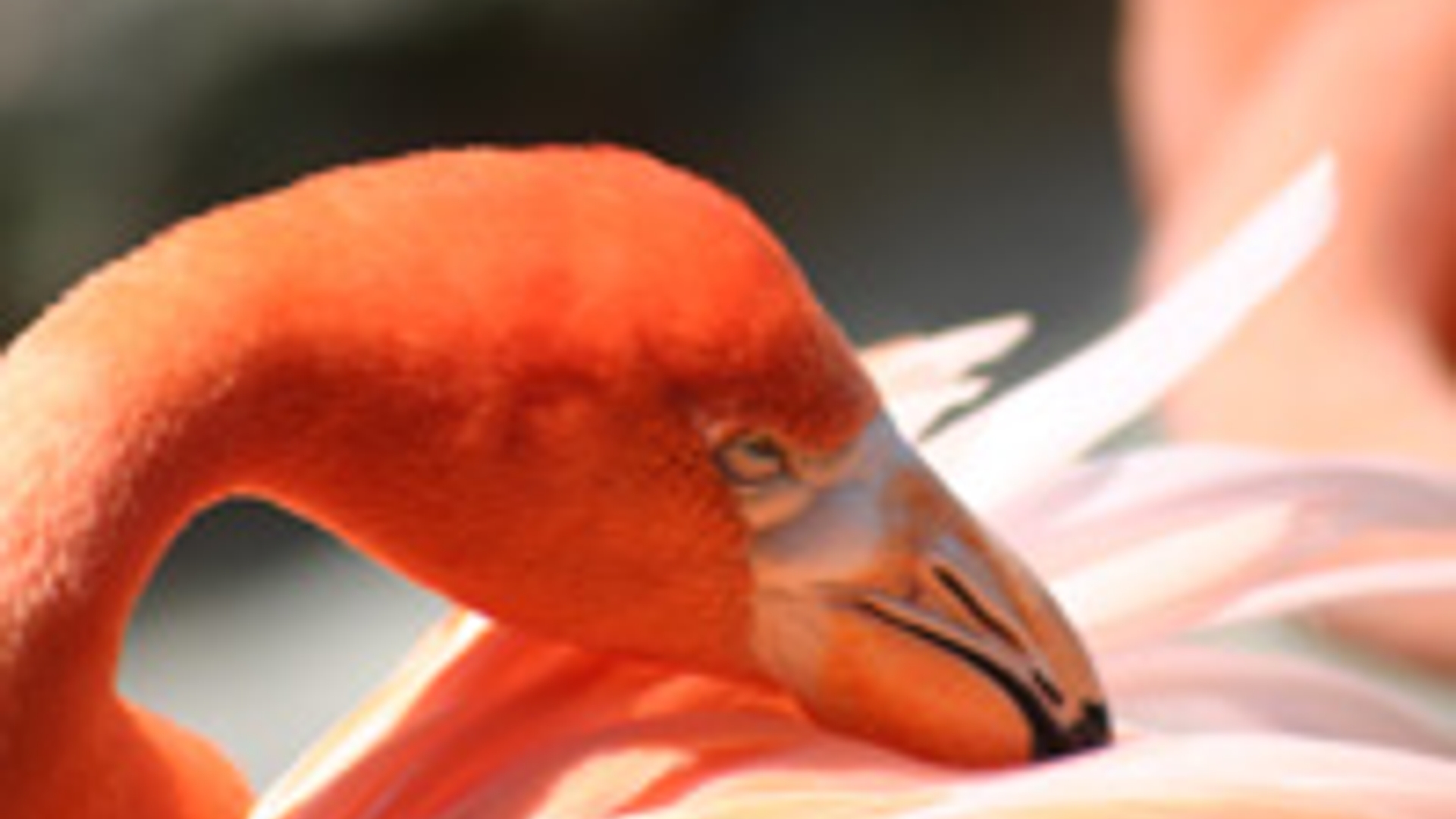 flamingo_04.jpg