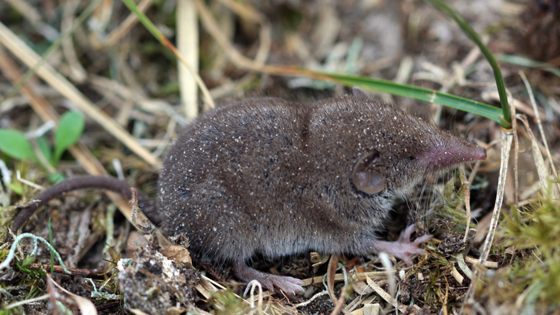 Richard_Witte_van_den_Bosch-TX-huisspitsmuis_09-07-27_0062.jpg