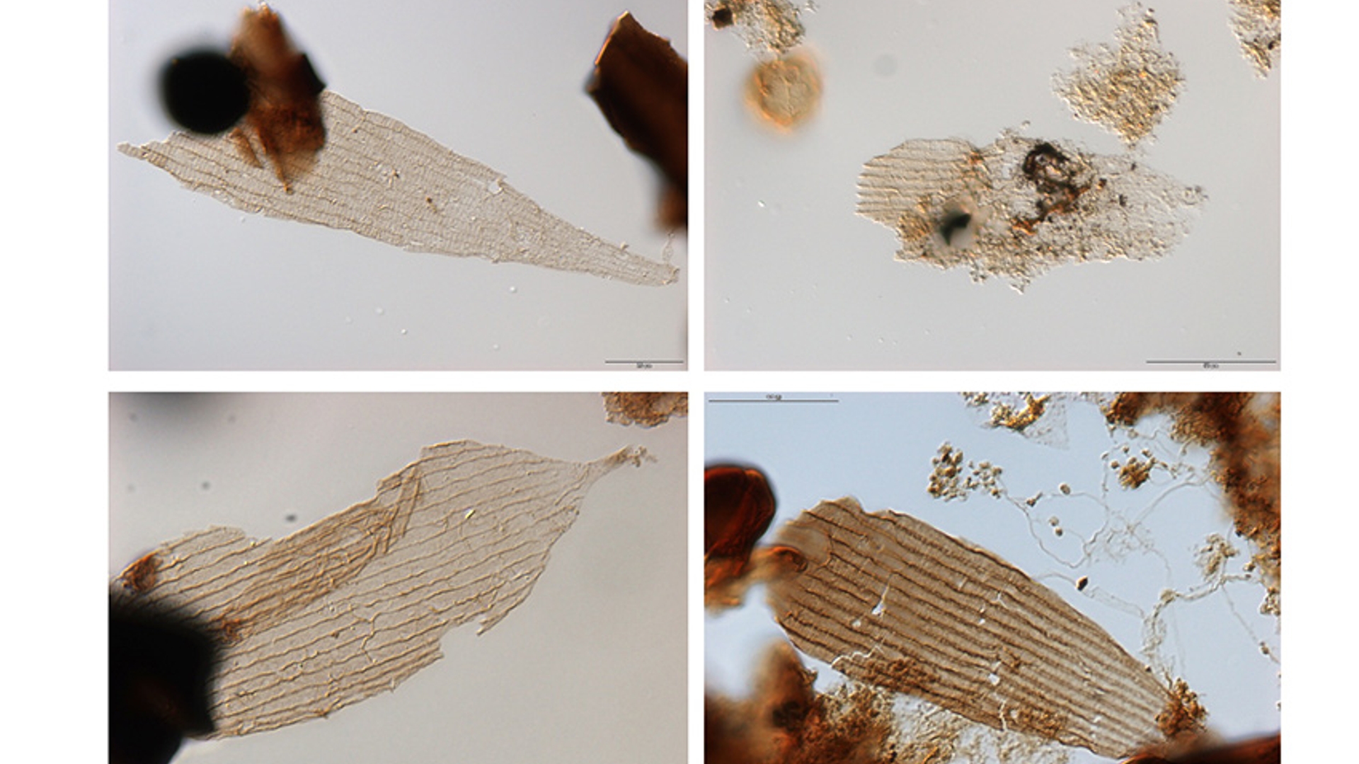 Fossiele vleugels van motten en vlinders zoals gevonden in de boorkernen in Schandelah, Nedersaksen