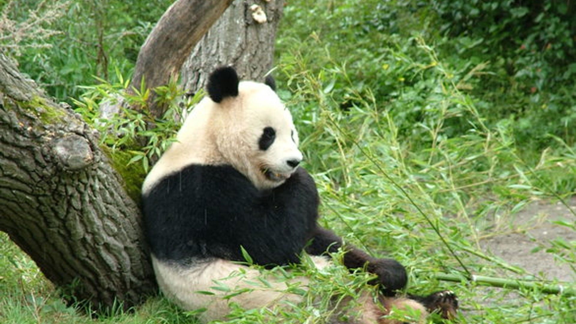 panda-1561084.jpg