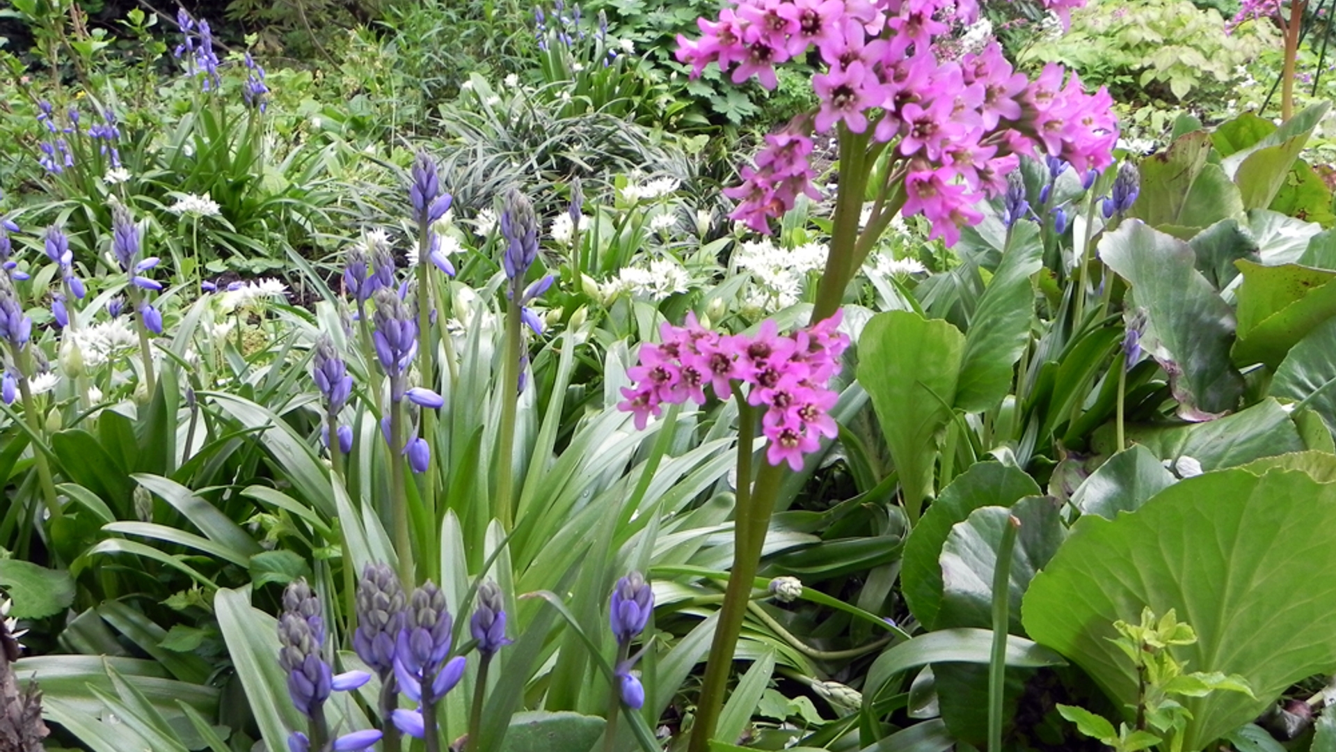 Blue_bells_verkleind_DSCN6632.jpg