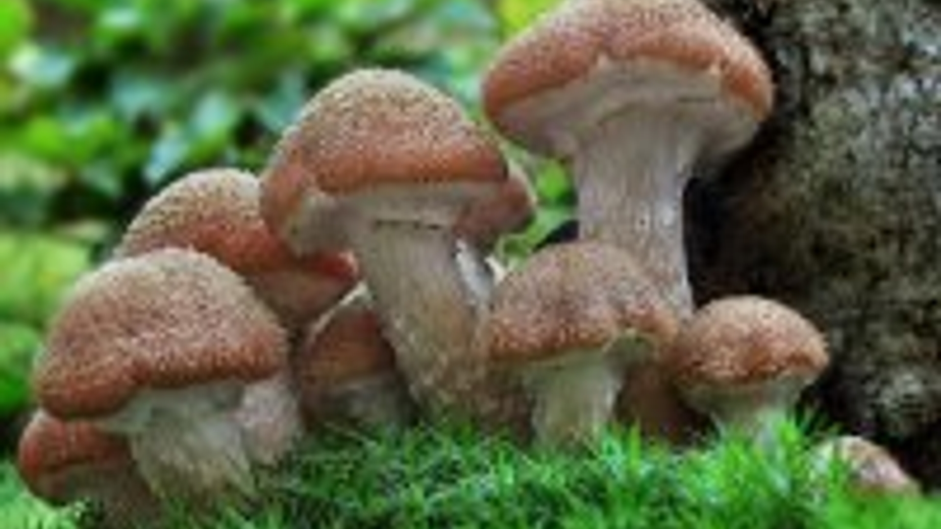 armillaria-ostoyae-303.jpg