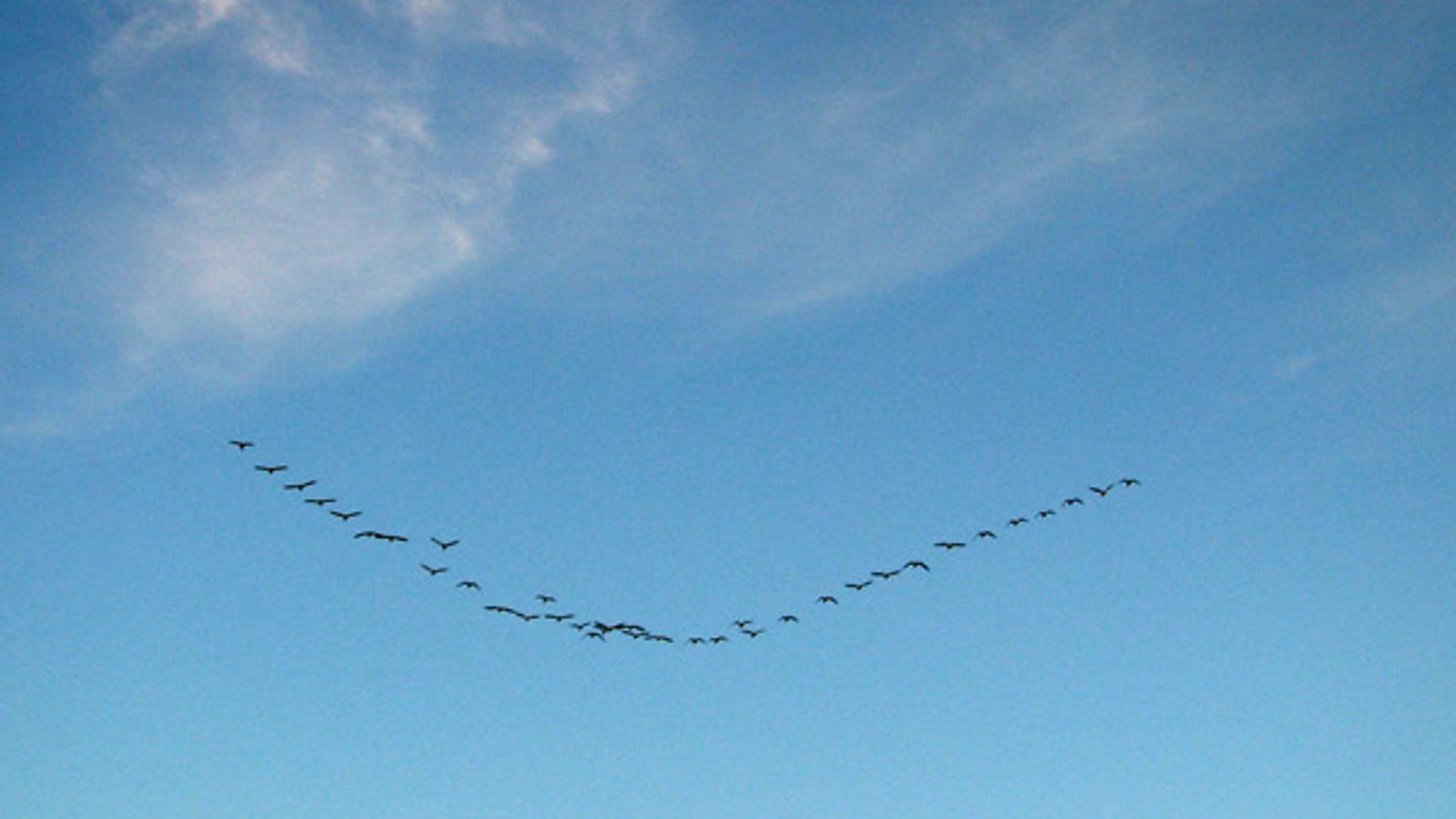 vogeltrek_ganzen_gans.jpg