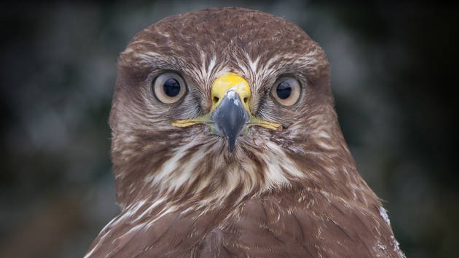 buizerd_15.jpg