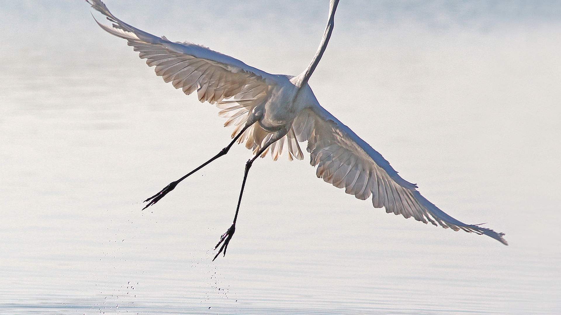 zilverreiger_rgroosjohanche.jpg