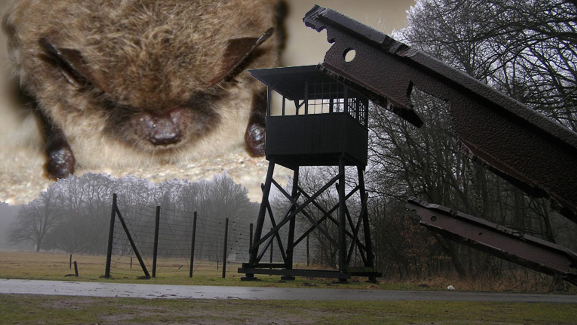 vleermuiswesterbork.jpg