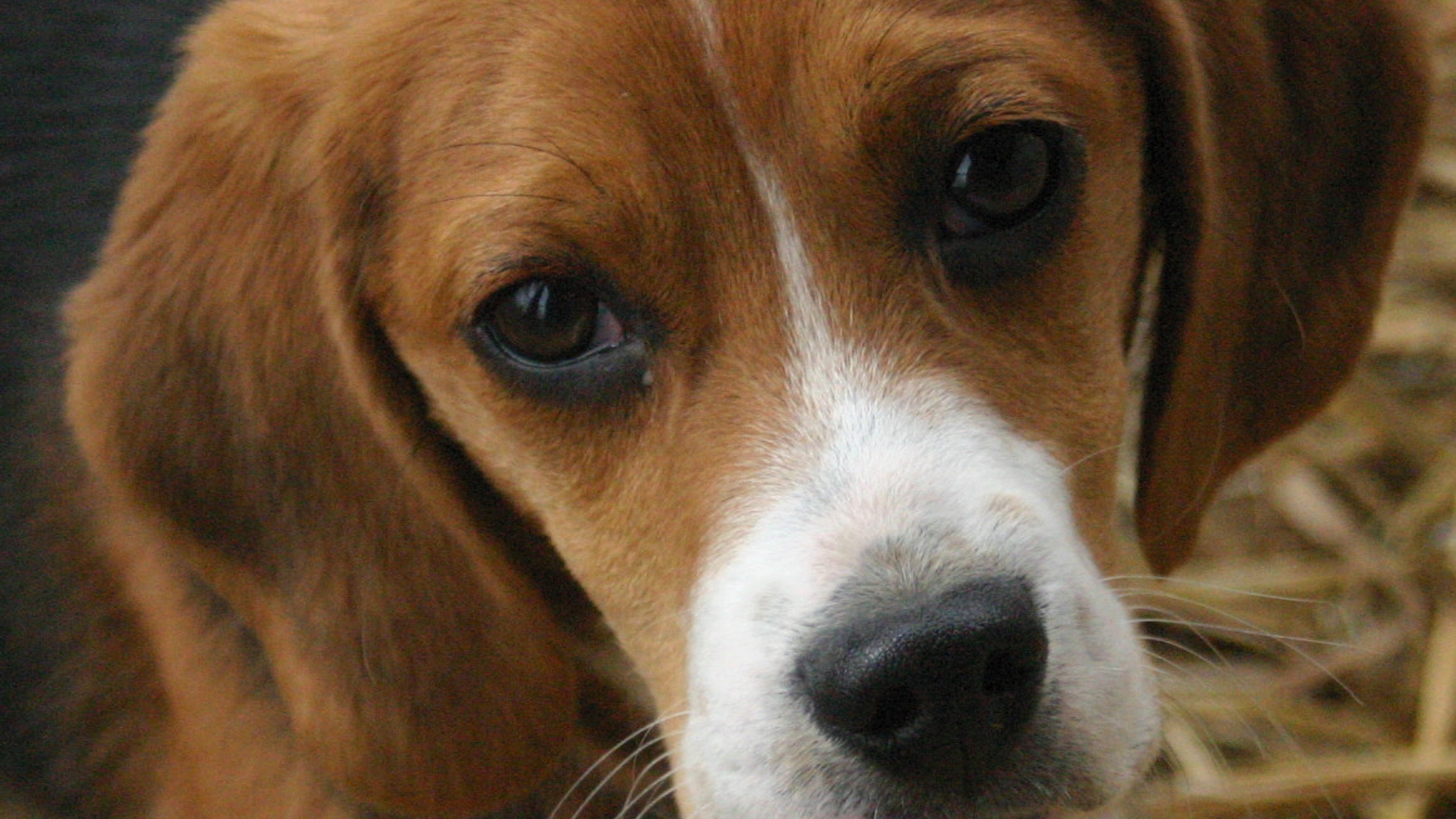 Beagle_puppy_portrait.jpg