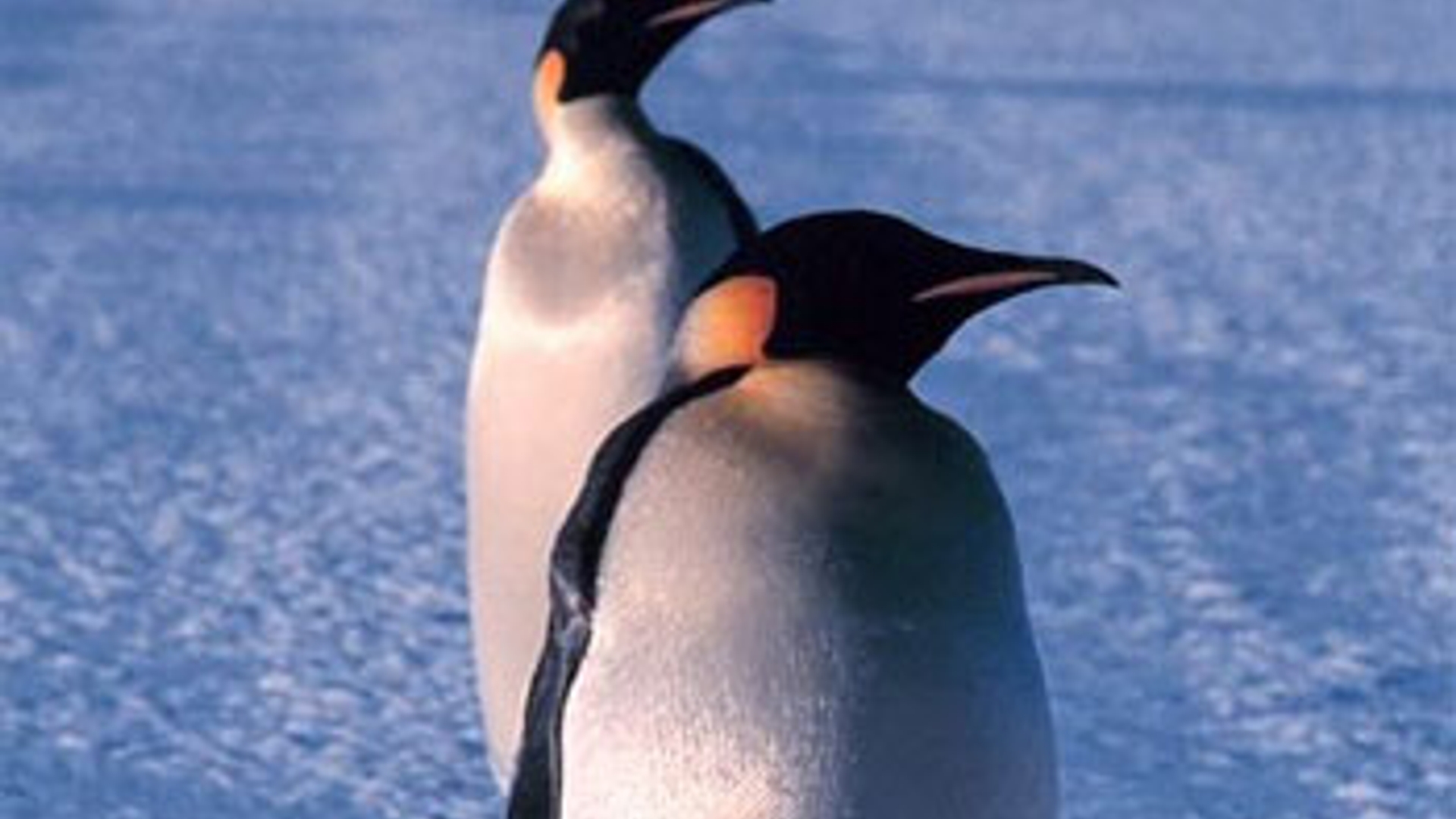 pinguin_07.jpg