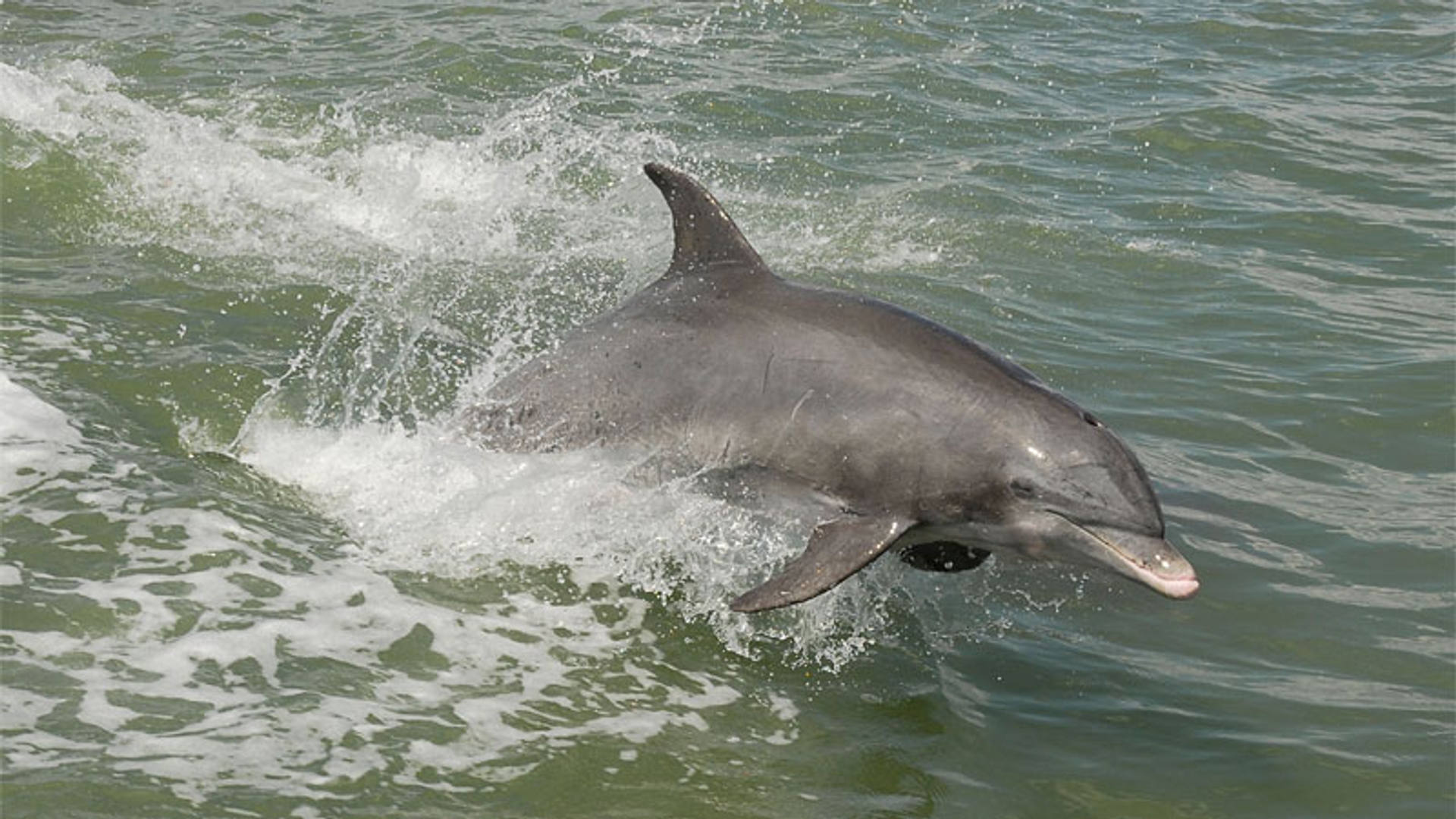 dolfijn_32.jpg