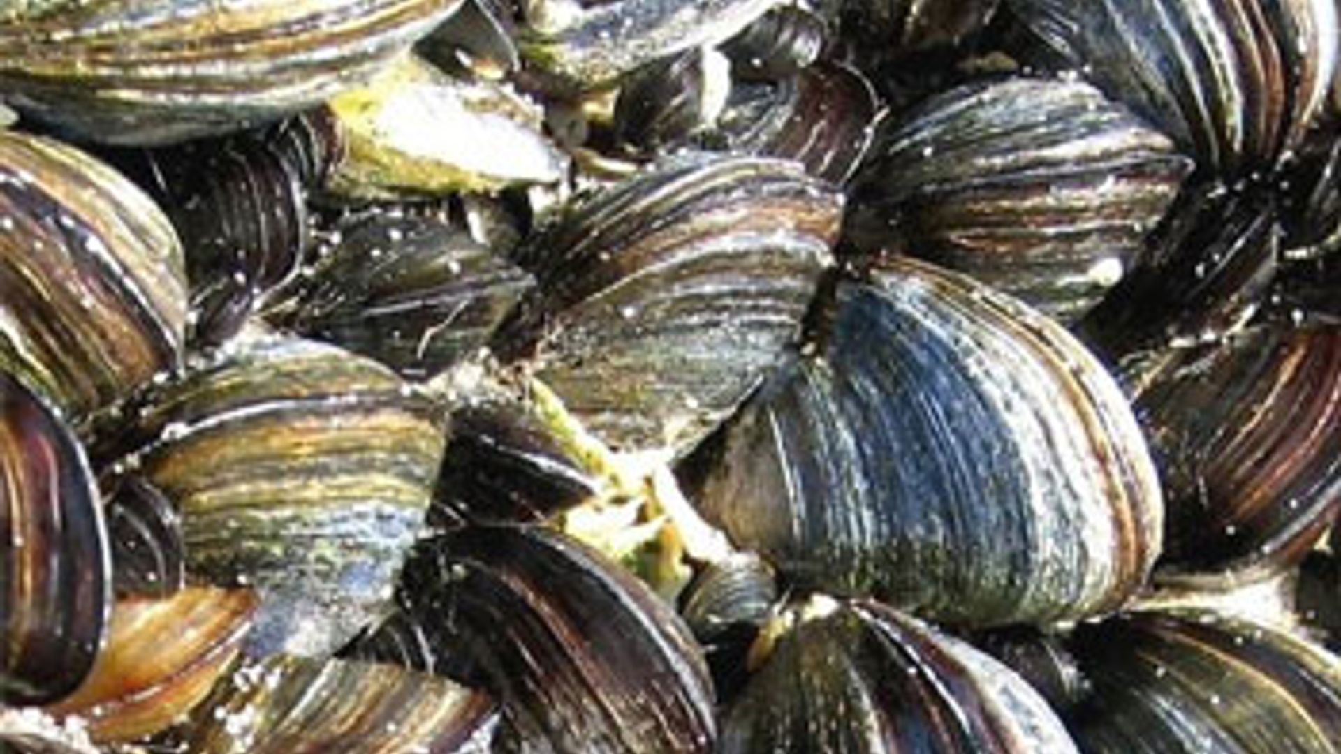 Mossel.jpg