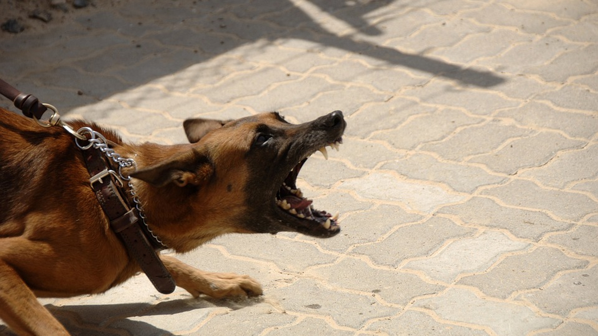 agressieve hond bijten blaffen