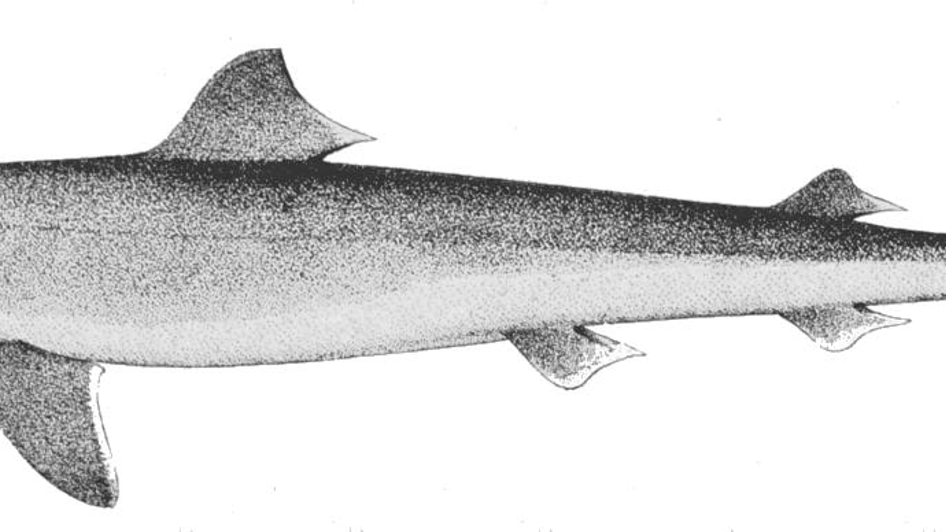 Galeorhinus_galeus.jpg