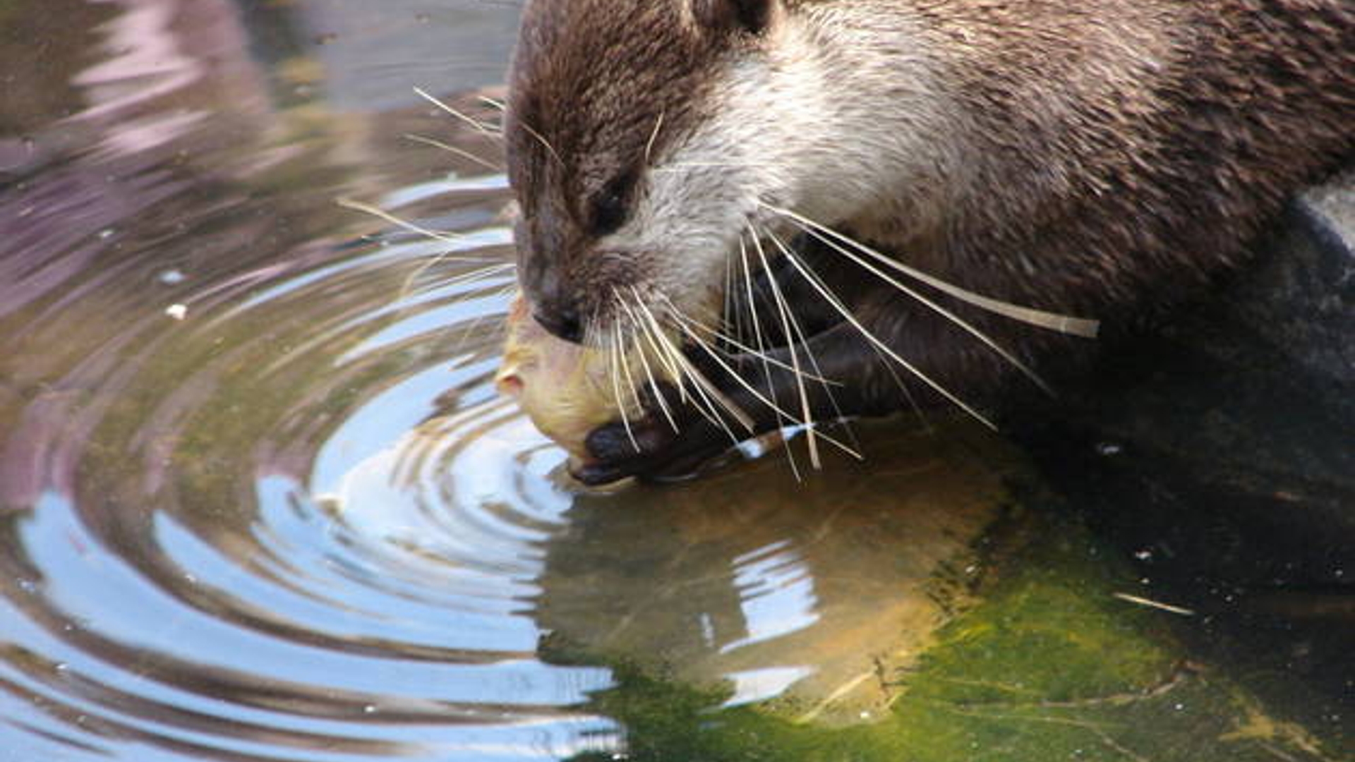 Ottertje.jpg