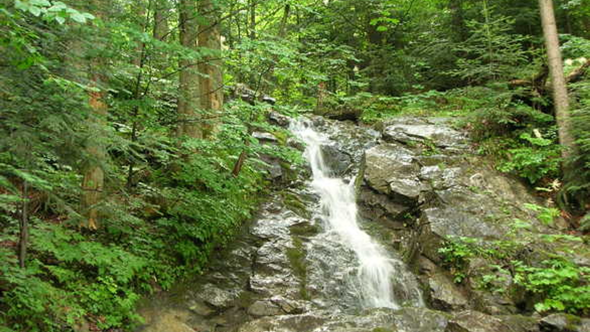 road-under-a-virgin-forest-1395536.jpg