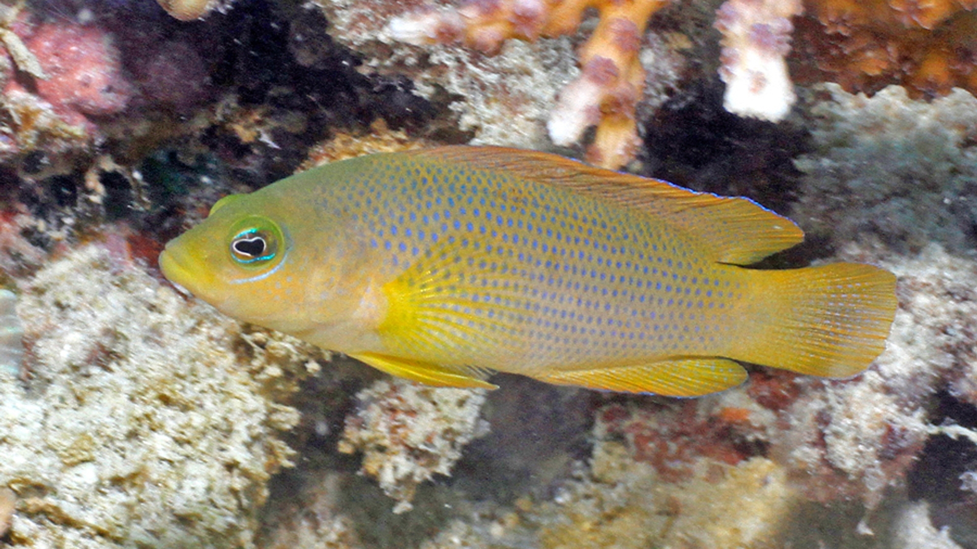 PseudochromisFuscus_Graham_EdgarReef_Life_Survey.jpg