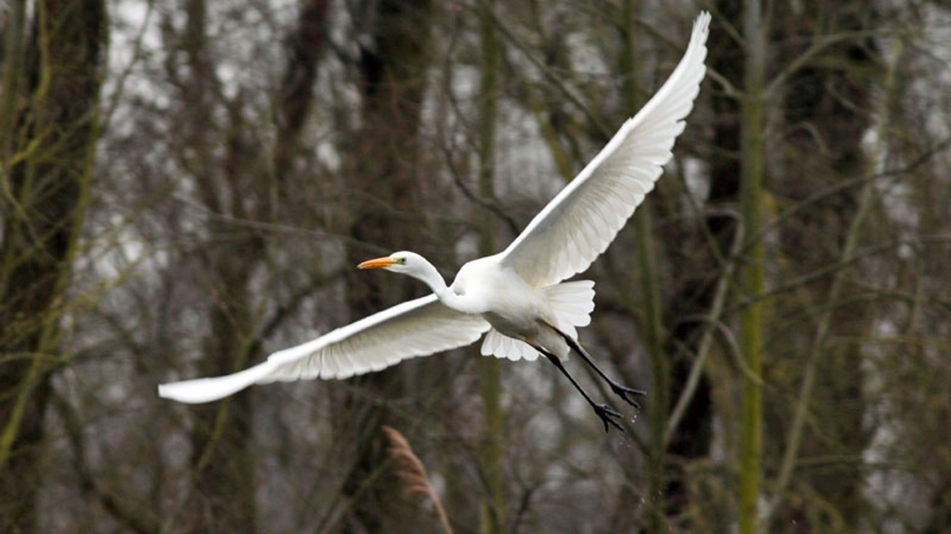 zilverreiger_solo_albert_de.jpg