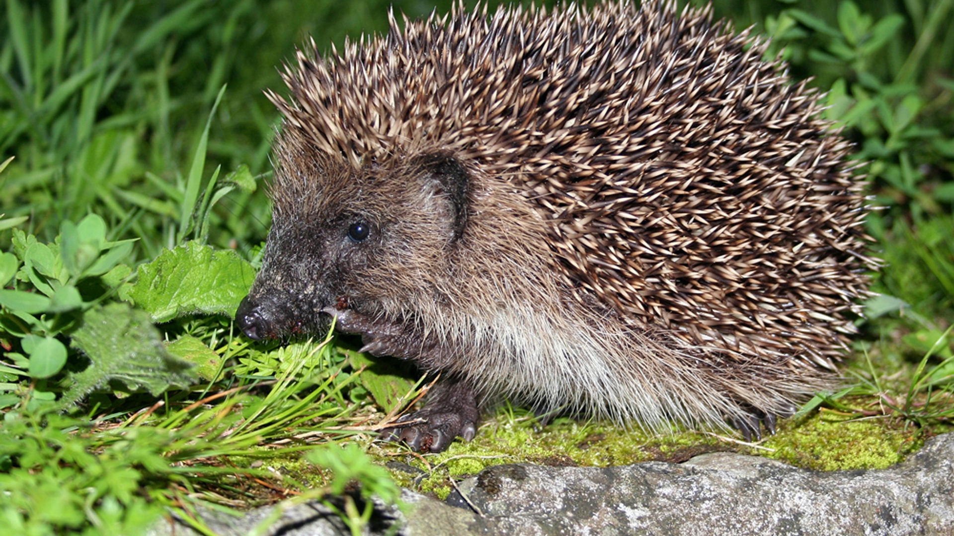 Foto_egel_Wesley_Overman.jpg