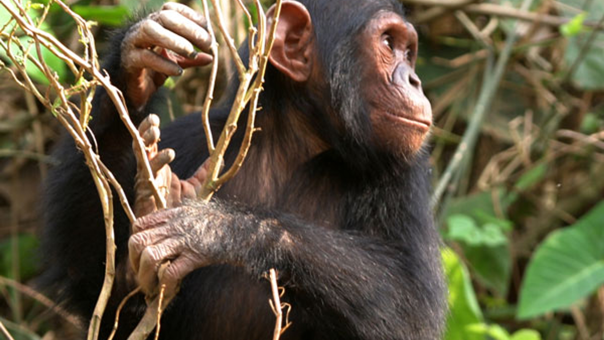 chimpansee_10.jpg