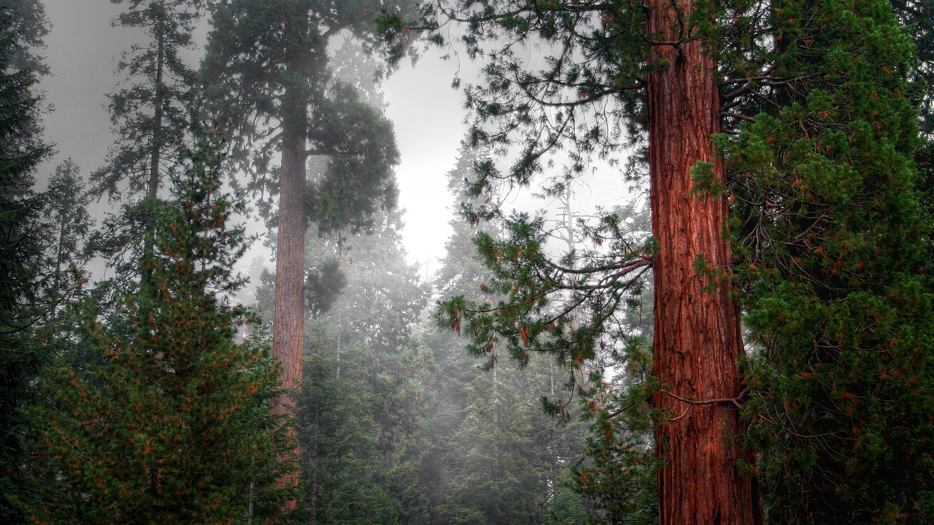 sequoia_01.jpg