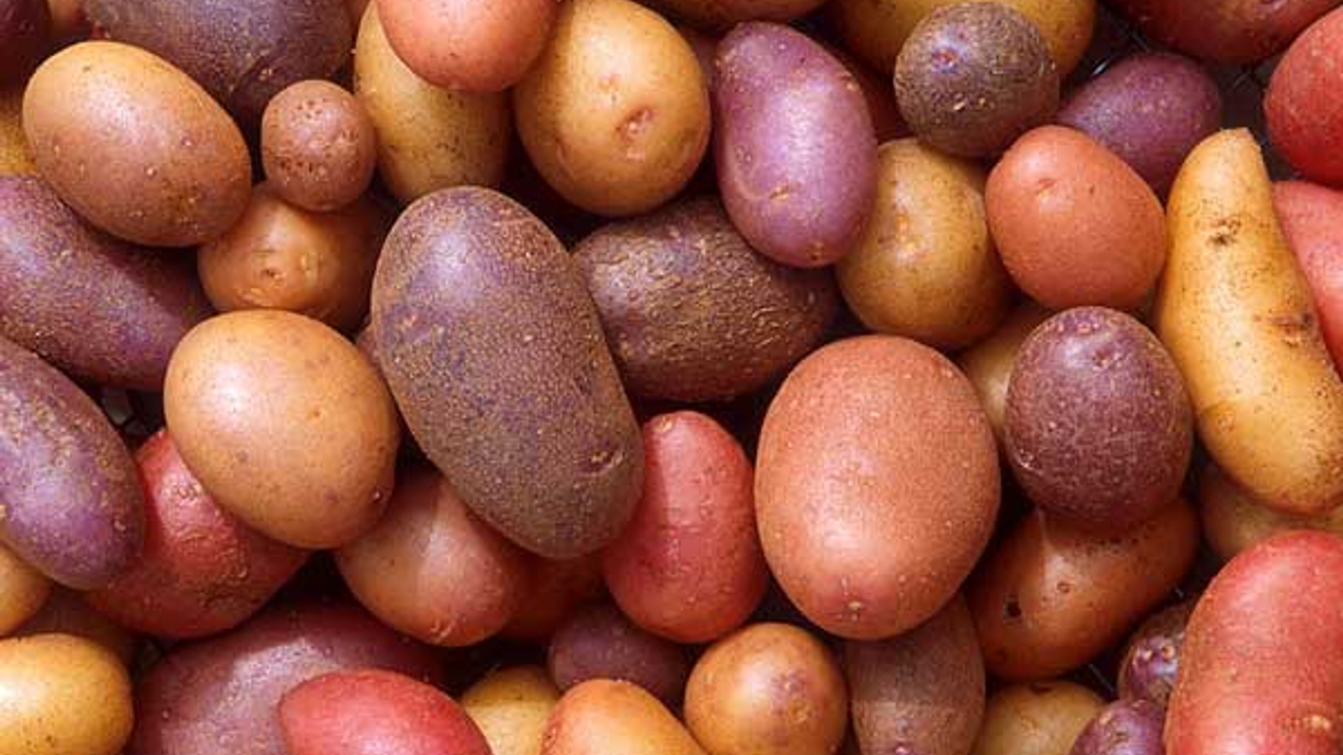 aardappels_03.jpg