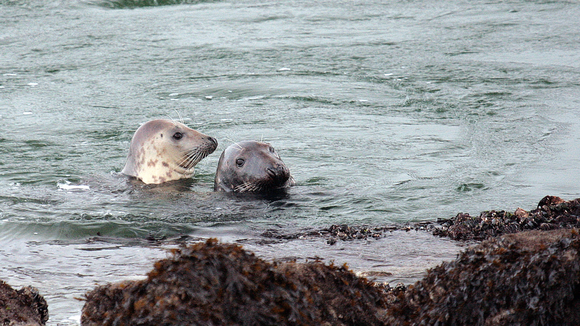 zeehonden_01.jpg