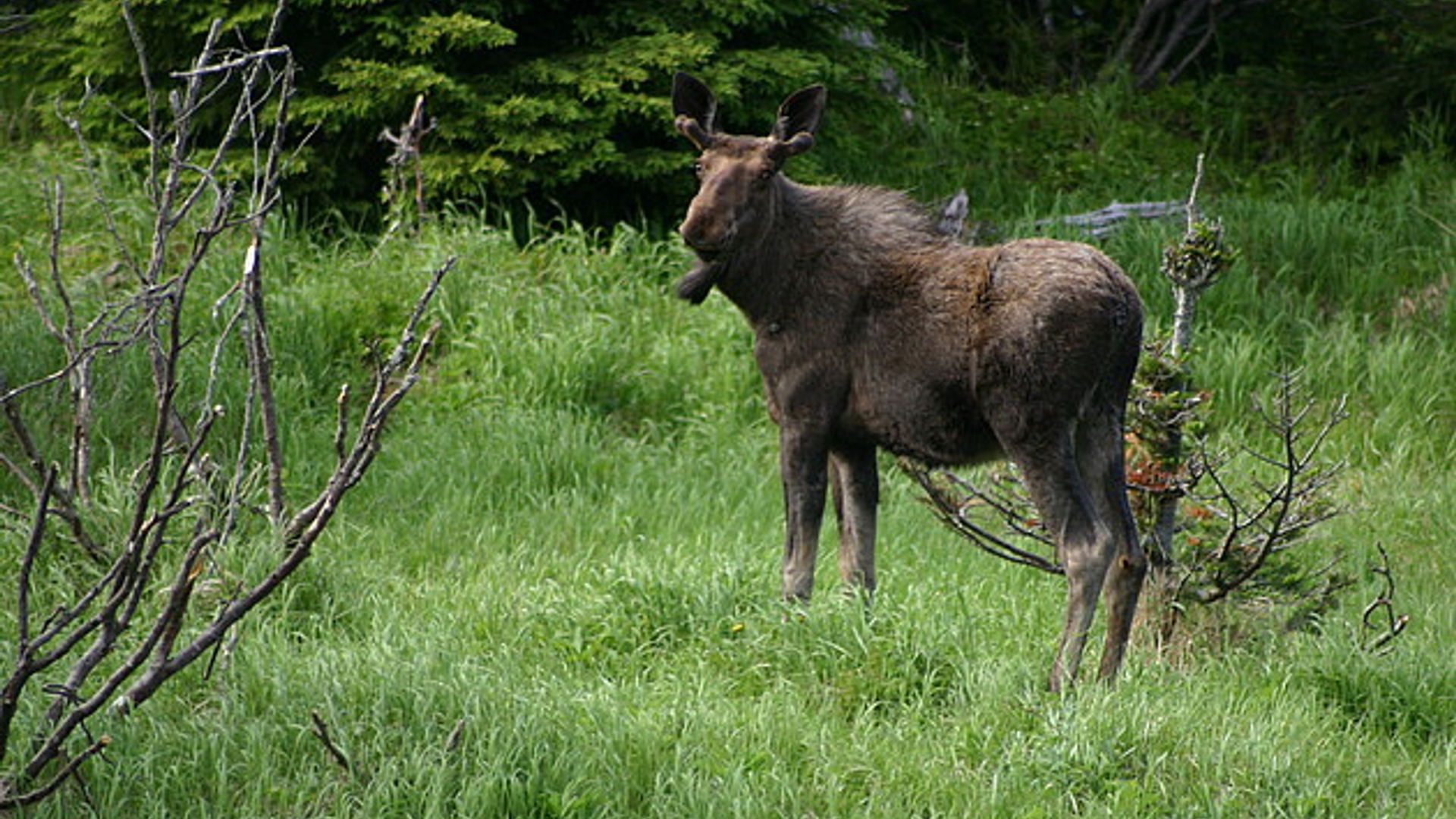 eland_oudepark.jpg