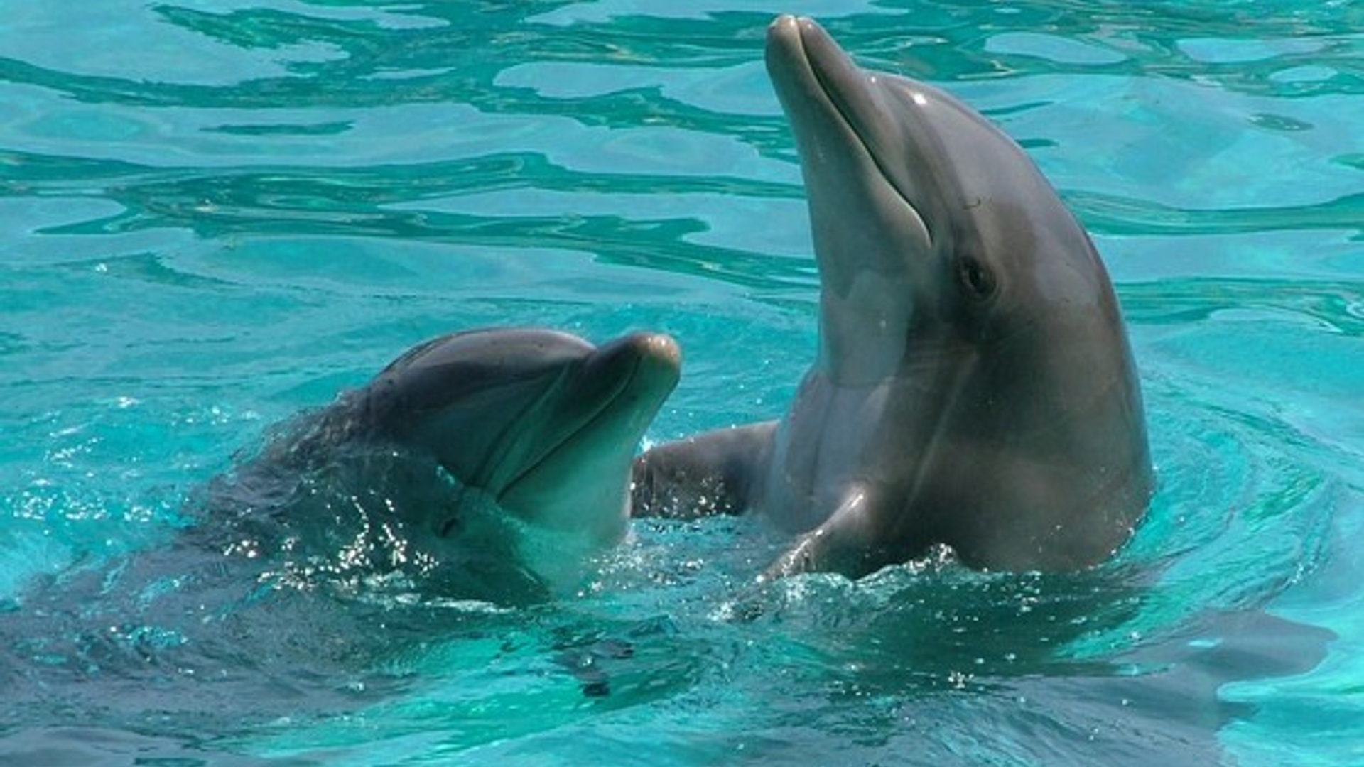 dolphins-1362278.jpg