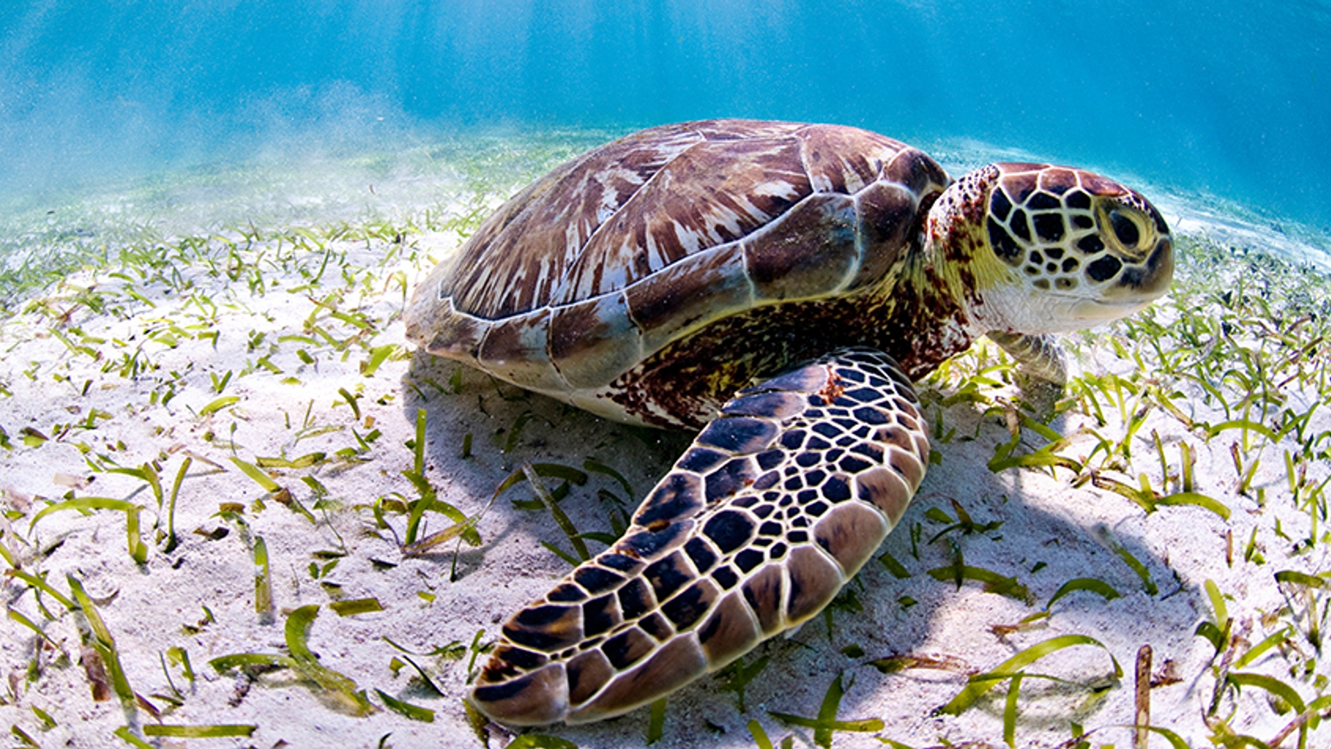 Schildpad barrièrerif van Belize