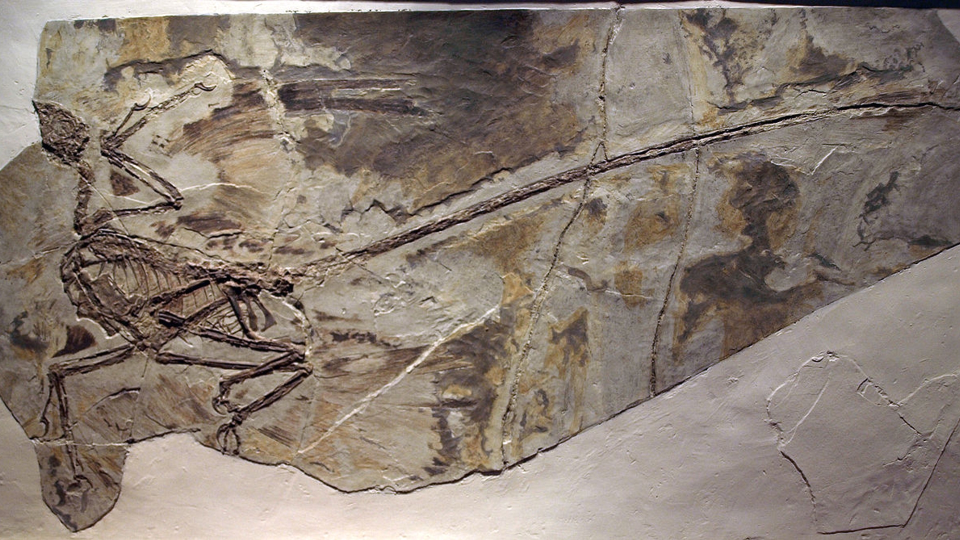 Microraptor.jpg