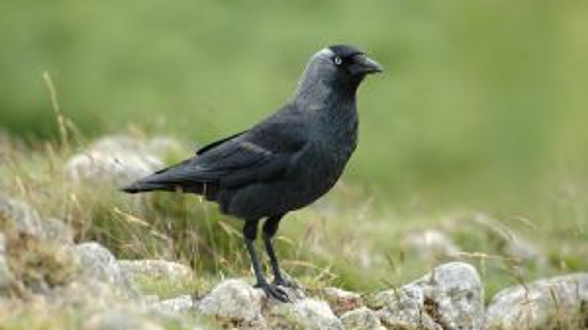 336122_jackdaw.jpg