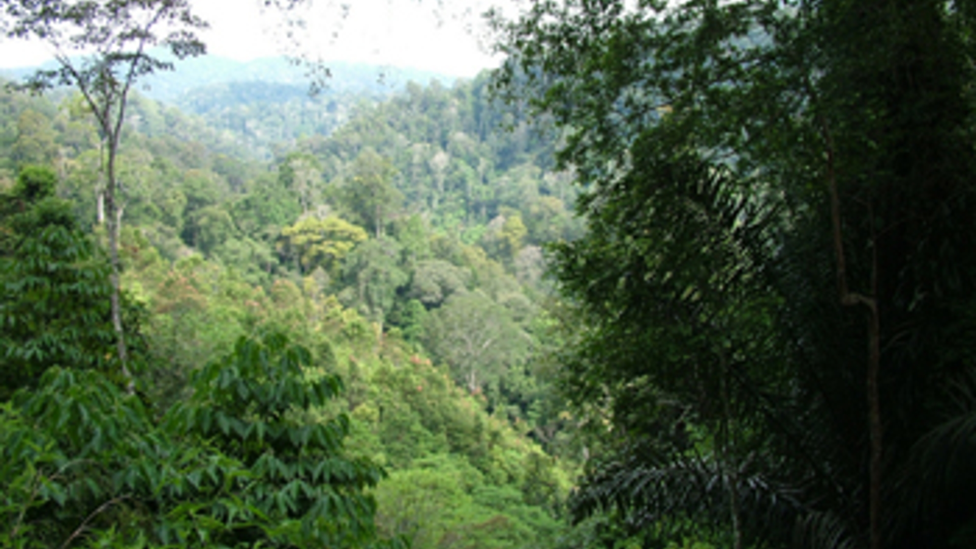 Sumatra_c_IUCN.jpg