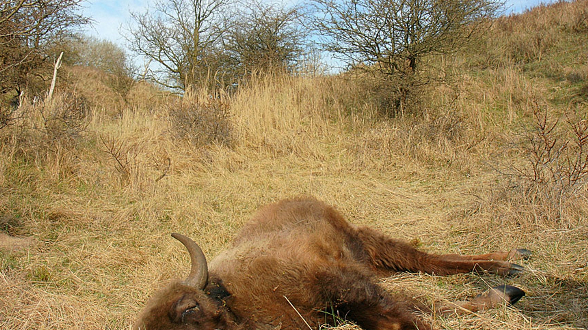 Kraansvlak_2010_04_15_00026-28fma_dode_wisent_LL_01.jpg