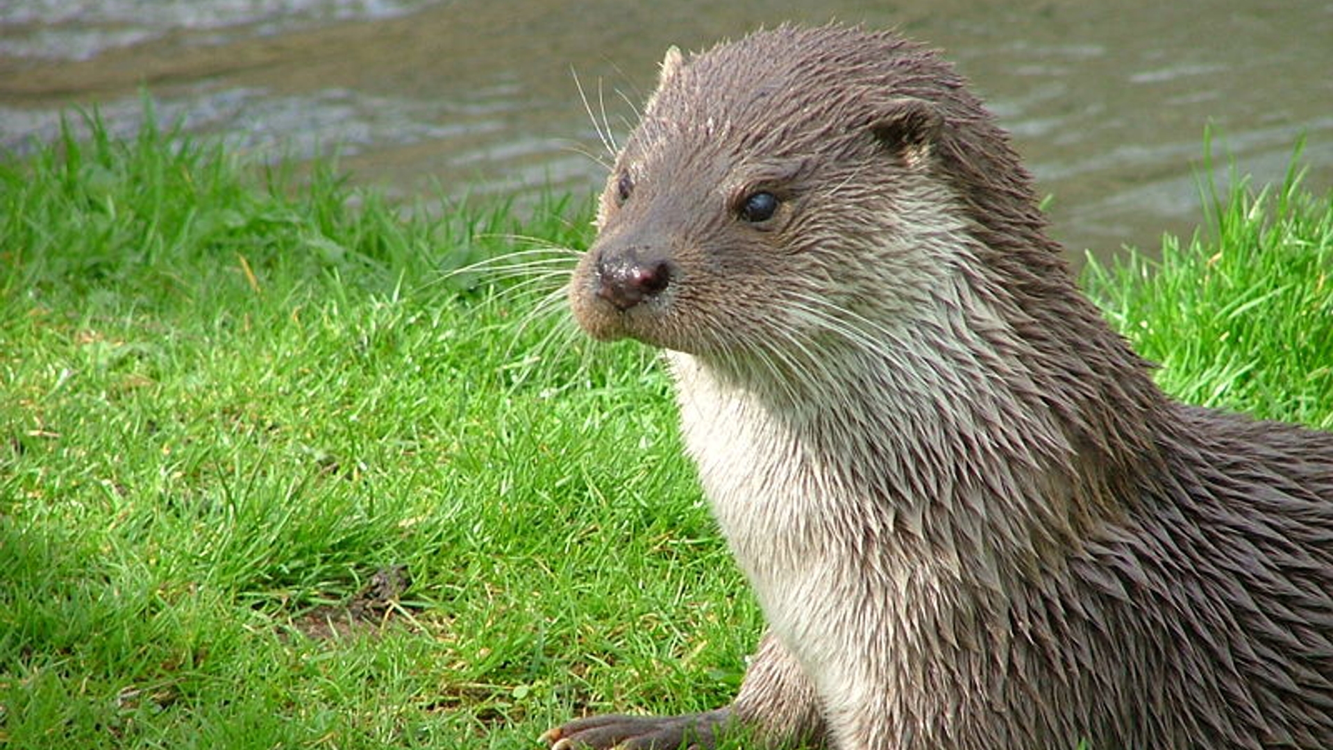 otter_08.jpg