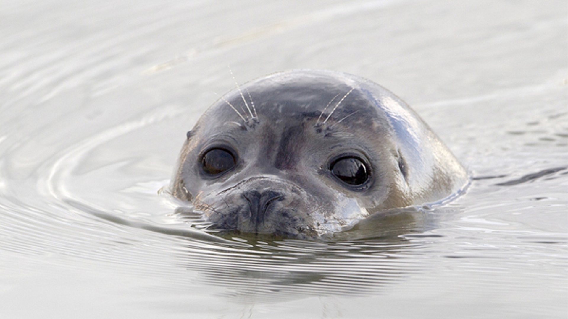 Zeehond_jangerhardus.jpg