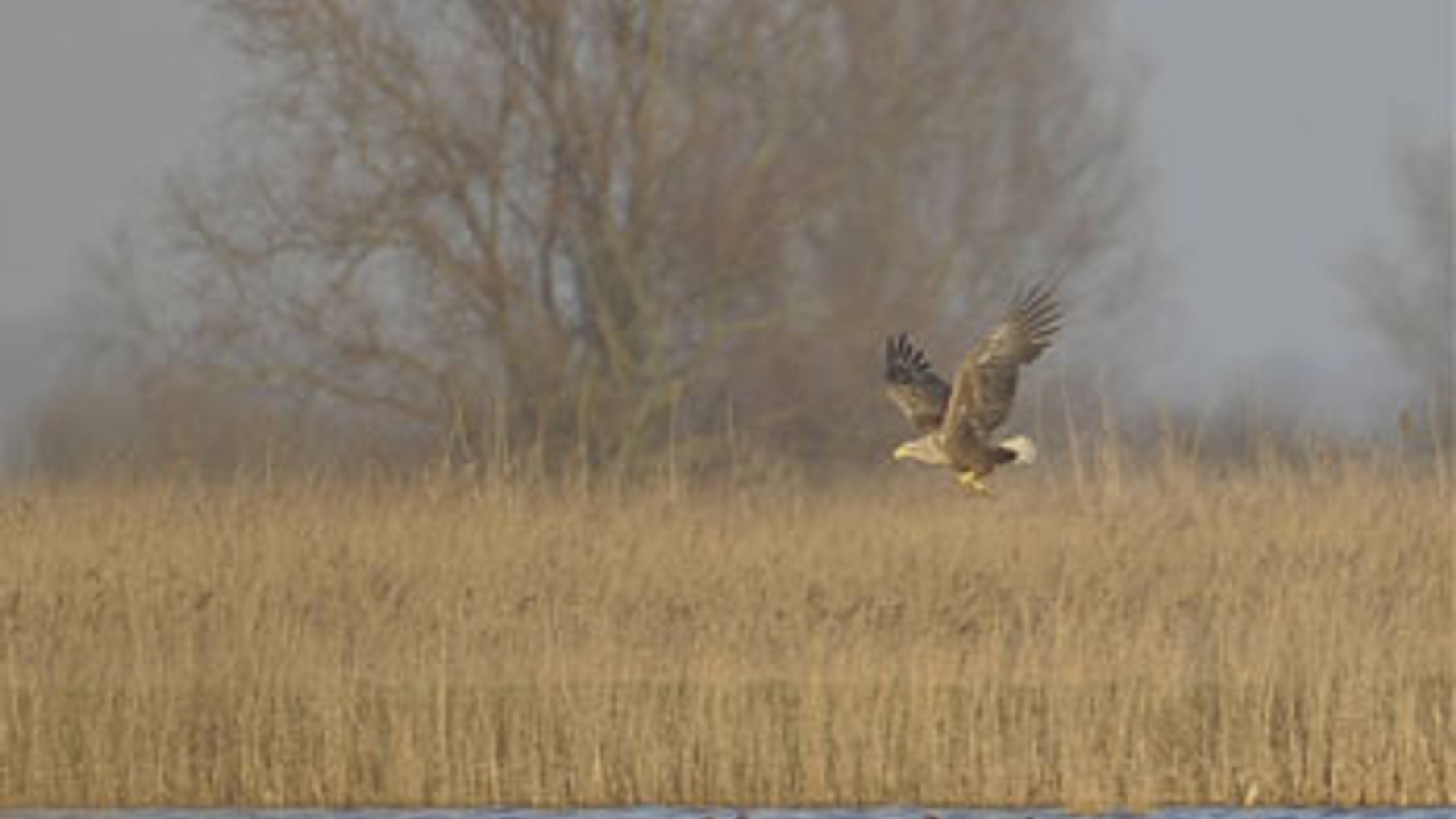 Zeearend-Lauwersmeer.jpg