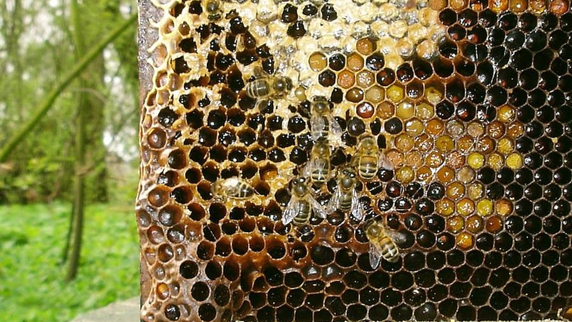 bijen2.jpg