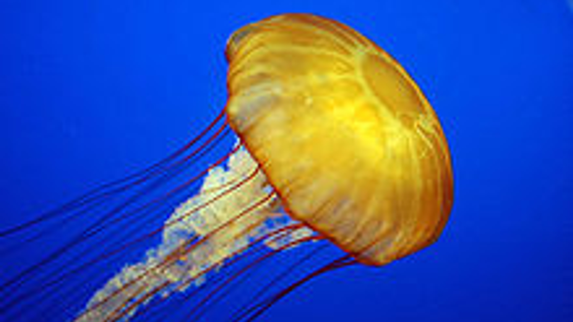 220px-Jelly_cc11.jpg