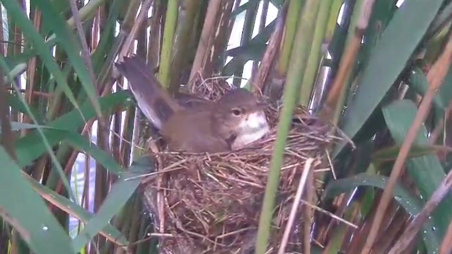 kleine karekiet op nest