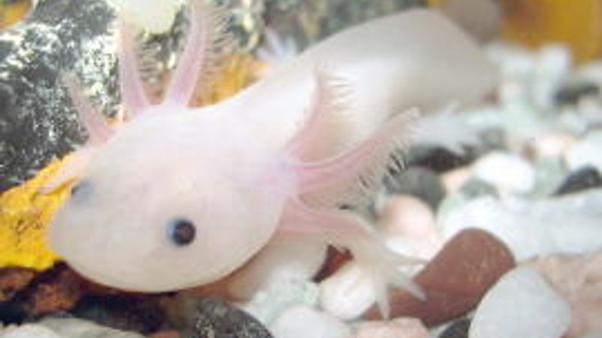 axolotl.jpg