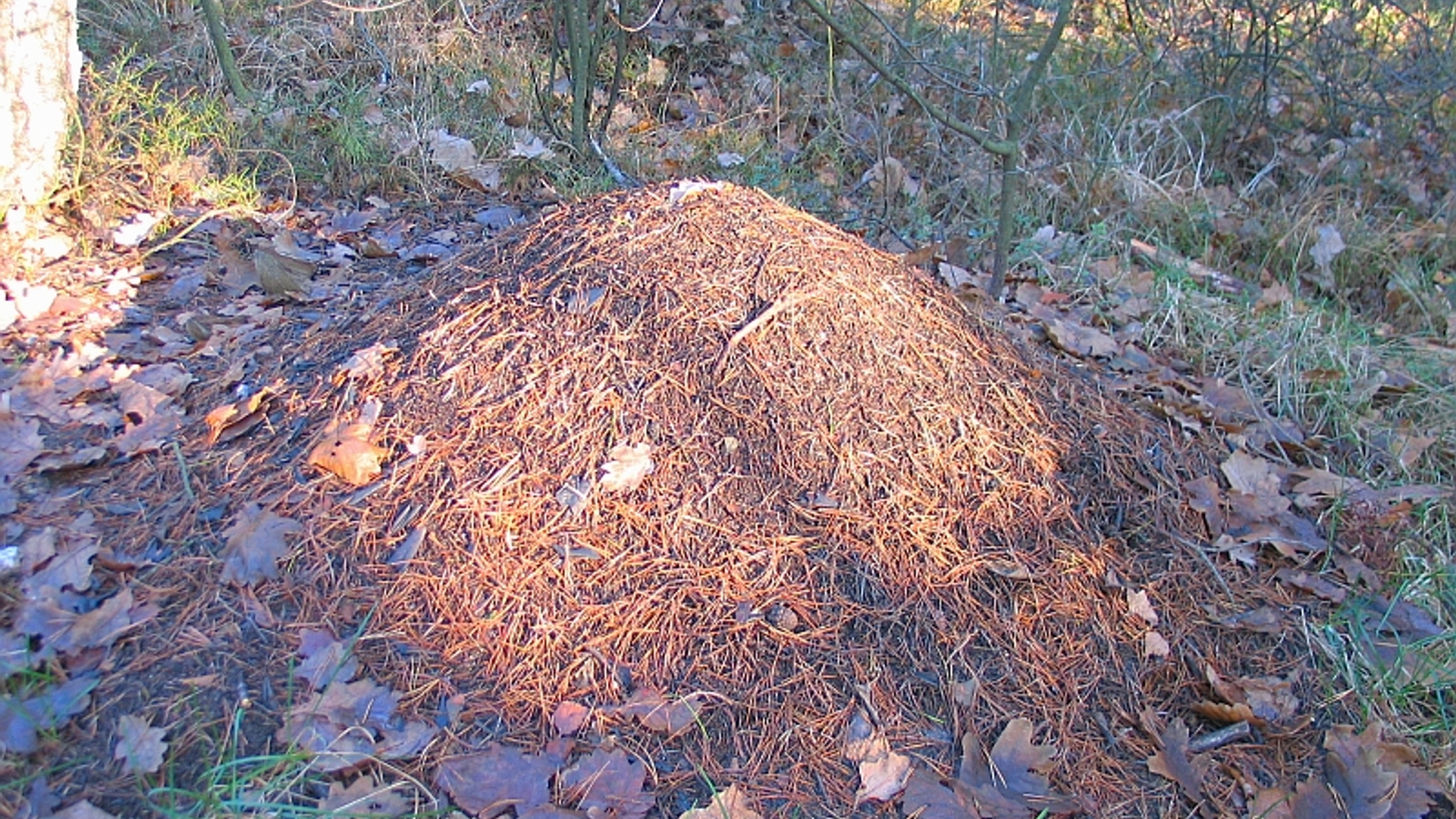 Formica_rufa_nest.jpg